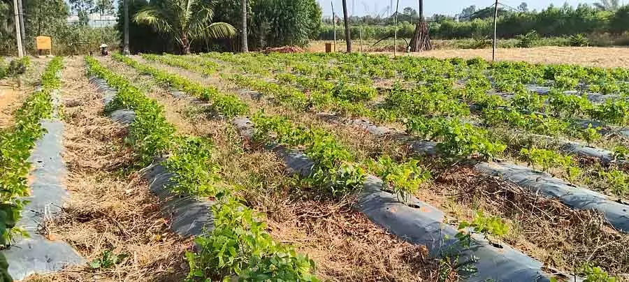 Malur : बोरवेल के लिए औद्योगिक रासायनिक कचरा Malur : बोरवेल के लिए औद्योगिक रासायनिक कचरा