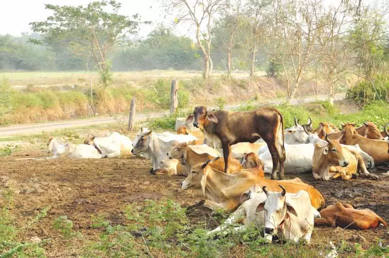 Ludhiana: दूध की कीमतों में कमी को लेकर डेयरी किसानों ने सीएम को पत्र लिखा Ludhiana: दूध की कीमतों में कमी को लेकर डेयरी किसानों ने सीएम को पत्र लिखा
