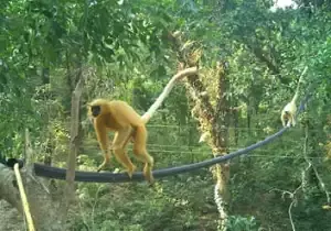 Assam कैनोपी पुलों ने गोल्डन लंगूर की सड़क पर मौत के मामलों में लगभग 75% की कमी