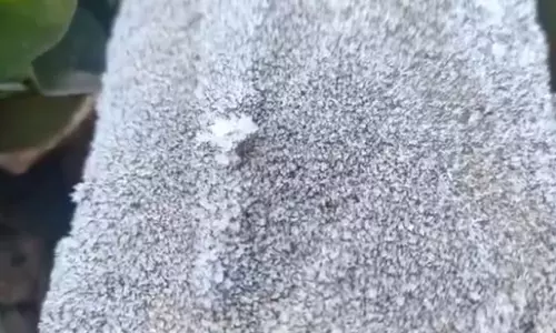 मैनपाट में बर्फ की चादर पौधों में जमी, वीडियो मैनपाट में बर्फ की चादर पौधों में जमी, वीडियो