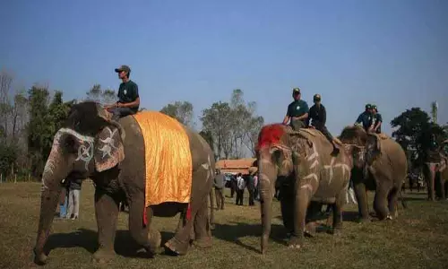 Nepal के मैमथ फेस्टिवल में हाथी पेनल्टी शूटआउट प्रतियोगिता