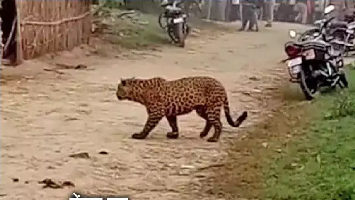 Bahraich: तराई के गांवों में बाघ और शिकारियों का आतंक Bahraich: तराई के गांवों में बाघ और शिकारियों का आतंक