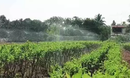 Vijayapura : रेशम उत्पादन के लिए स्प्रिंकलर सिंचाई प्रणाली Vijayapura : रेशम उत्पादन के लिए स्प्रिंकलर सिंचाई प्रणाली
