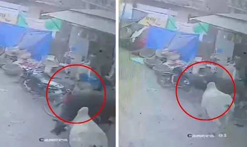 MP : मुरैना में सांडों से लड़ते हुए 60 साल के आदमी की मौत MP : मुरैना में सांडों से लड़ते हुए 60 साल के आदमी की मौत