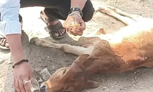 कुत्तों के काटने से तड़प रहा था बछड़ा, मुस्लिम भाइयों ने बचाई जान