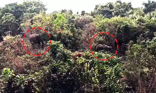 Bhubaneswar में हाथियों के पहाड़ी पर घूमने की वजह से शिखरचंडी मंदिर का गेट बंद कर दिया गया Bhubaneswar में हाथियों के पहाड़ी पर घूमने की वजह से शिखरचंडी मंदिर का गेट बंद कर दिया गया