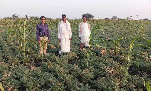Laxmeshwar : कॉर्न ब्लास्ट बीमारी से फसल सूख रही है Laxmeshwar : कॉर्न ब्लास्ट बीमारी से फसल सूख रही है