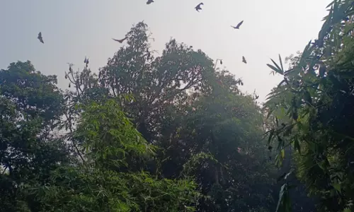 Odisha: शिकारियों के हमले से दशकों पुरानी चमगादड़ों की कॉलोनी खतरे में Odisha: शिकारियों के हमले से दशकों पुरानी चमगादड़ों की कॉलोनी खतरे में