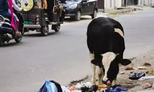 Bareilly: सड़क सुरक्षा को लेकर बड़ा फैसला, पशु हटाने का अभियान