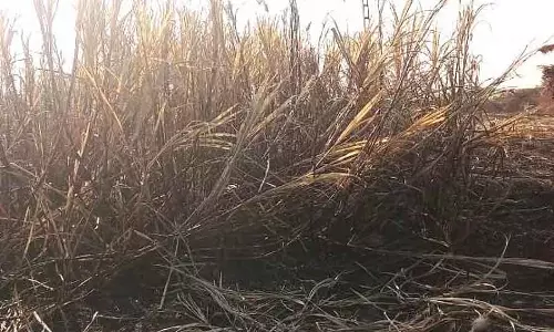 Karnataka : 4 एकड़ गन्ना जला