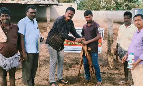 Ramannagudem में पशुओं को पेट के कीड़े मारने की दवा बांटी गई Ramannagudem में पशुओं को पेट के कीड़े मारने की दवा बांटी गई