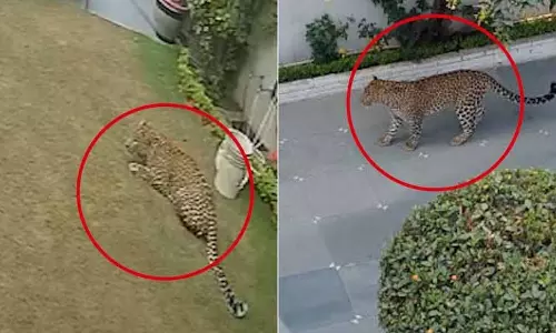 Panchkula के पॉश घर में तेंदुआ घुसा, दहशत फैल गई Panchkula के पॉश घर में तेंदुआ घुसा, दहशत फैल गई