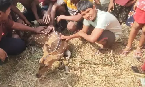 पुरी जिले के Astaranga क्षेत्र में तालाब से हिरण को बचाया गया पुरी जिले के Astaranga क्षेत्र में तालाब से हिरण को बचाया गया