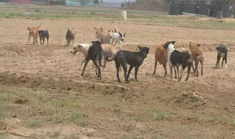 Karnal शिक्षकों की नई भूमिका: आवारा कुत्तों को स्कूल परिसर से दूर रखना Karnal शिक्षकों की नई भूमिका: आवारा कुत्तों को स्कूल परिसर से दूर रखना