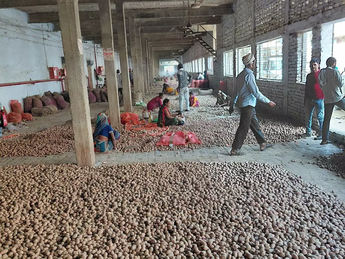 Farrukhabad: आलू के भाव गिरने से बाजार में हलचल Farrukhabad: आलू के भाव गिरने से बाजार में हलचल