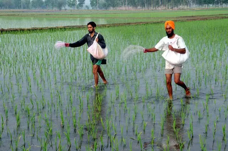 Punjab: बायो-फर्टिलाइज़र, इको-फ्रेंडली खेती के लिए एक रास्ता Punjab: बायो-फर्टिलाइज़र, इको-फ्रेंडली खेती के लिए एक रास्ता