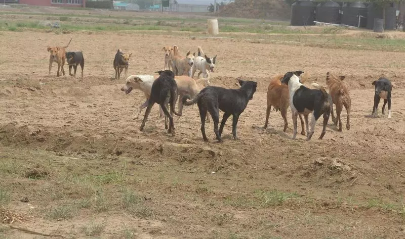 Haryana : टीचर्स की नई भूमिका आवारा कुत्तों को स्कूल परिसर से दूर रखें Haryana : टीचर्स की नई भूमिका आवारा कुत्तों को स्कूल परिसर से दूर रखें