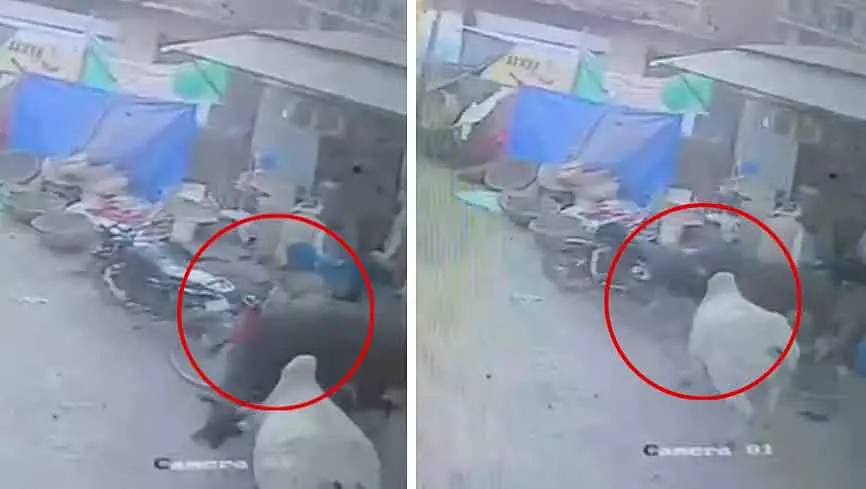 MP : मुरैना में सांडों से लड़ते हुए 60 साल के आदमी की मौत MP : मुरैना में सांडों से लड़ते हुए 60 साल के आदमी की मौत