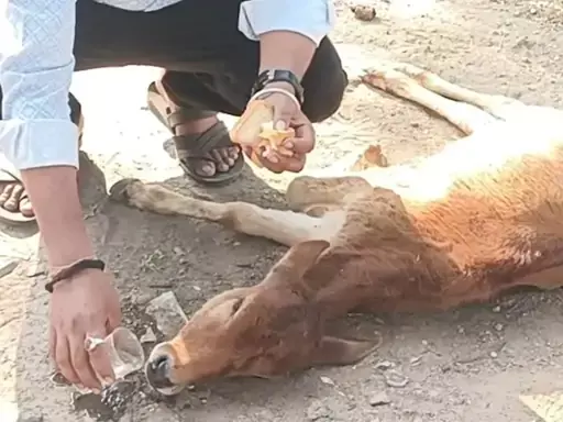 कुत्तों के काटने से तड़प रहा था बछड़ा, मुस्लिम भाइयों ने बचाई जान कुत्तों के काटने से तड़प रहा था बछड़ा, मुस्लिम भाइयों ने बचाई जान