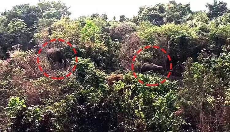 Bhubaneswar में हाथियों के पहाड़ी पर घूमने की वजह से शिखरचंडी मंदिर का गेट बंद कर दिया गया Bhubaneswar में हाथियों के पहाड़ी पर घूमने की वजह से शिखरचंडी मंदिर का गेट बंद कर दिया गया