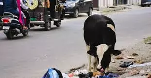 Bareilly: सड़क सुरक्षा को लेकर बड़ा फैसला, पशु हटाने का अभियान Bareilly: सड़क सुरक्षा को लेकर बड़ा फैसला, पशु हटाने का अभियान