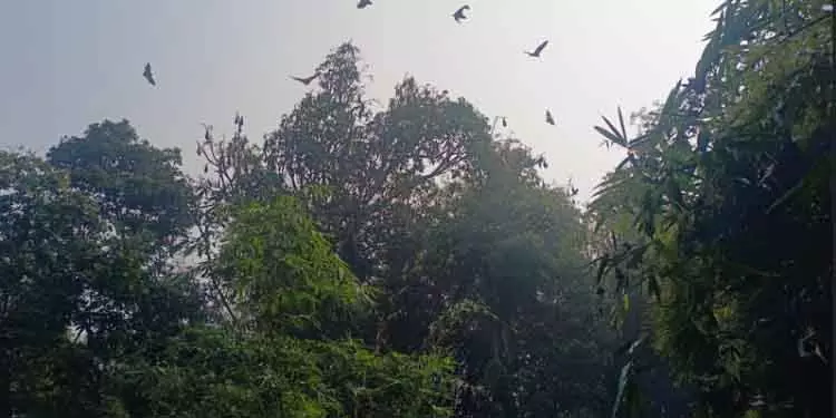 शिकारियों के हमले से दशकों पुरानी चमगादड़ कॉलोनी खतरे में। शिकारियों के हमले से दशकों पुरानी चमगादड़ कॉलोनी खतरे में।