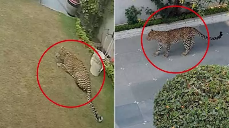 Panchkula के पॉश घर में तेंदुआ घुसा, दहशत फैल गई Panchkula के पॉश घर में तेंदुआ घुसा, दहशत फैल गई