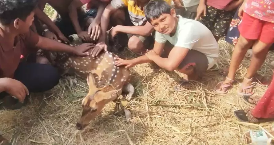पुरी जिले के Astaranga क्षेत्र में तालाब से हिरण को बचाया गया पुरी जिले के Astaranga क्षेत्र में तालाब से हिरण को बचाया गया