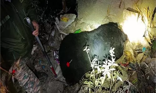 Uttarakhand:  झाड़ियों में मृत मिला भालू,वन विभाग में  हड़कंप