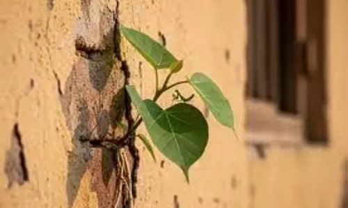 Peepal Tree: घर की दीवार पर पीपल के पेड़ का उगना देता है ये संकेत, जानें इसे हटाने के नियम