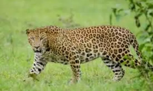 MP News: खेत से लौट रहे युवक पर तेंदुए ने किया हमला MP News: खेत से लौट रहे युवक पर तेंदुए ने किया हमला