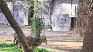 Mohali : कंबल से लेकर हीटर तक, छतबीर चिड़ियाघर में सब कुछ