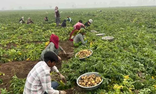 Kurukshetra आलू की कीमतों में गिरावट से किसान परेशान, BKU ने सरकार से मदद की अपील की