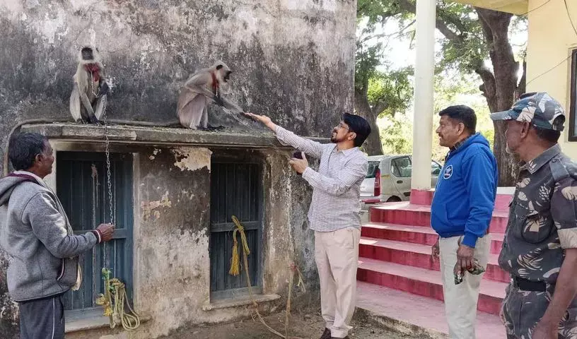 Telangana: वन अधिकारियों ने जगतियाल में चावल मिलों से लंगूरों को बचाया Telangana: वन अधिकारियों ने जगतियाल में चावल मिलों से लंगूरों को बचाया