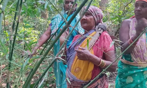 Odisha: महिलाओं ने बांस से खराब हो रहे जंगल को फिर से ज़िंदा किया Odisha: महिलाओं ने बांस से खराब हो रहे जंगल को फिर से ज़िंदा किया