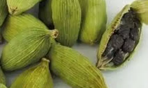 Hari Elaichi Health Benefits:हर रोज चबाएं 2 हरी इलायची, छूमंतर हो जाएंगी ये समस्याएं Hari Elaichi Health Benefits:हर रोज चबाएं 2 हरी इलायची, छूमंतर हो जाएंगी ये समस्याएं