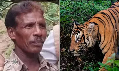 Tiger के हमले से मौत: वॉचर के छोटे बच्चे के परिवार को इंश्योरेंस समेत 45 लाख का मुआवजा मिला
