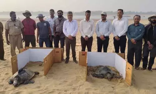 Odisha: दो और ओलिव रिडले कछुओं को सैटेलाइट टैग किया गया Odisha: दो और ओलिव रिडले कछुओं को सैटेलाइट टैग किया गया