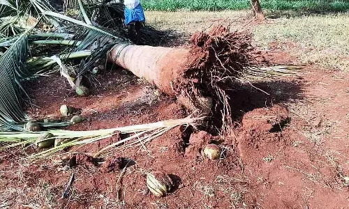Channapatna : जंगली हाथियों के झुंड के हमले में फसलें नष्ट Channapatna : जंगली हाथियों के झुंड के हमले में फसलें नष्ट