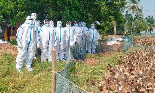 Bird flu ; 24,309 पक्षी मारे गए Bird flu ; 24,309 पक्षी मारे गए