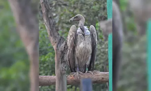 Nashik में अंजनेरी पहाड़ियों के पास उड़ते हुए जटायु को पेंच टाइगर रिजर्व में छोड़ा गया Nashik में अंजनेरी पहाड़ियों के पास उड़ते हुए जटायु को पेंच टाइगर रिजर्व में छोड़ा गया
