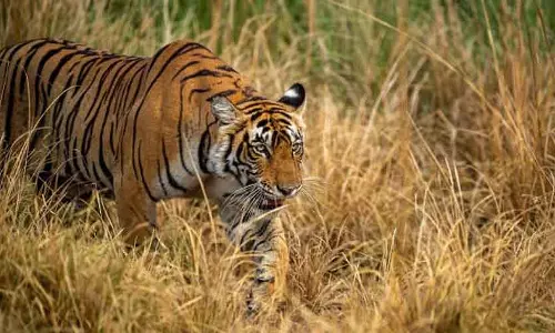 Rajasthan के रामगढ़ विषधारी टाइगर रिजर्व में छोड़ी गई बाघिन