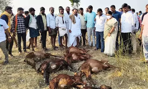 Karnataka : ज़हरीला पानी पीने से 50 से ज़्यादा भेड़ों की मौत Karnataka : ज़हरीला पानी पीने से 50 से ज़्यादा भेड़ों की मौत