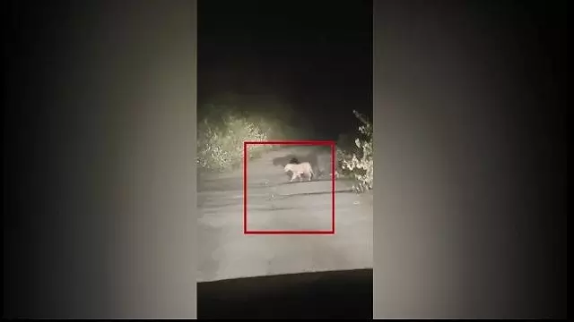 Nuapada में सड़क पर तेंदुआ दिखा, वीडियो वायरल होने से दहशत Nuapada में सड़क पर तेंदुआ दिखा, वीडियो वायरल होने से दहशत