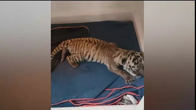 बाघिन जयश्री ने Bhubaneswar के नंदनकानन में 3 शावकों को दिया जन्म