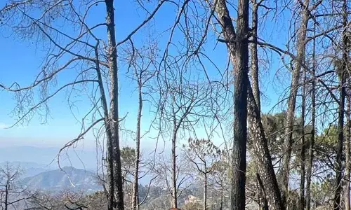 सूखे से चीड़ और ओक के जंगल प्रभावित, Nauni University की एक्सपर्ट टीम ने सैंपल इकट्ठा किए