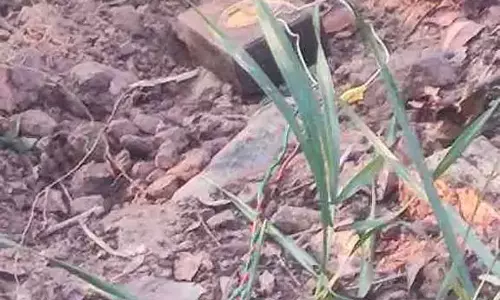 CG BREAKING: नक्सलियों की IED बम ब्लास्ट की साजिश नाकाम CG BREAKING: नक्सलियों की IED बम ब्लास्ट की साजिश नाकाम