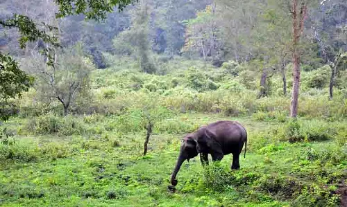 Jharkhand में जंगली हाथी ने किसान को कुचला, खेत में हुई मौत