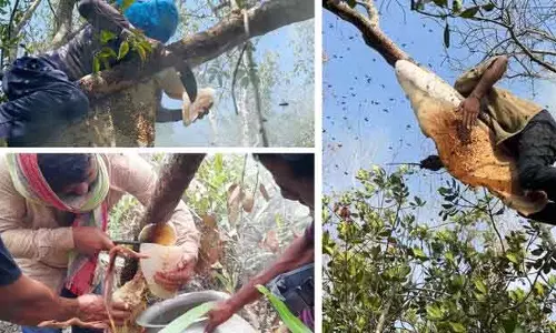 ग्लोबल मार्केट में Sundarban के जंगली शहद की बढ़ी मांग ग्लोबल मार्केट में Sundarban के जंगली शहद की बढ़ी मांग