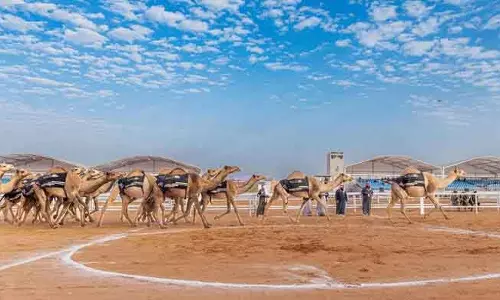 10वां कैमल फेस्टिवल: Saudi Arabia के ऊंटों और संस्कृति ने दुनिया को लुभाया